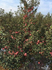 正宗山東煙臺紅富士一級果上市，新鮮水果零售